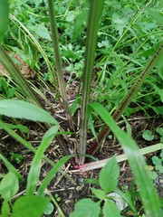 Arctium