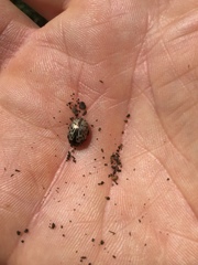 Calligrapha philadelphica