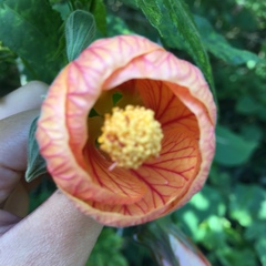 Abutilon × hybridum