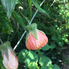 Abutilon × hybridum