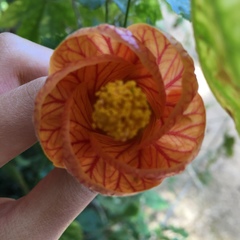 Abutilon × hybridum