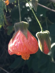 Abutilon × hybridum