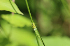 Carex remota