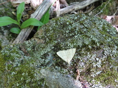 Chytolita morbidalis