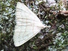 Chytolita morbidalis