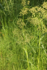 Scirpus sylvaticus