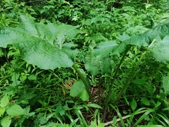 Arctium