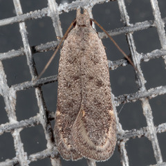 Anacampsis comparanda