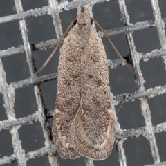 Anacampsis comparanda