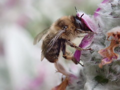 Anthophora furcata