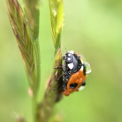 Coccinella septempunctata