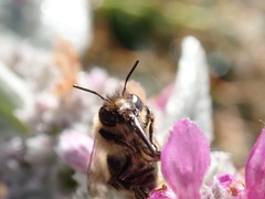 Anthophora furcata