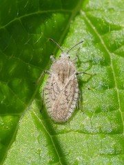 Tingis pilosa
