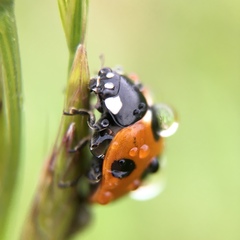 Coccinella septempunctata