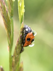 Coccinella septempunctata