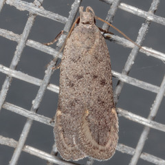 Anacampsis comparanda