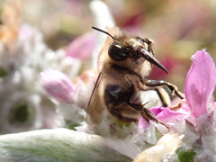 Anthophora furcata