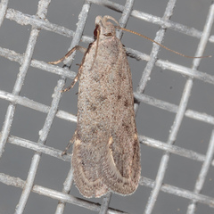 Anacampsis comparanda