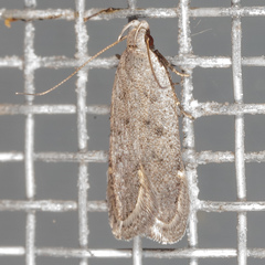 Anacampsis comparanda
