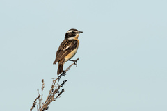 Saxicola rubetra