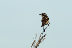 Saxicola rubetra