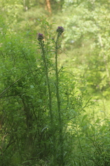 Cirsium palustre