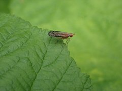Trypetoptera canadensis