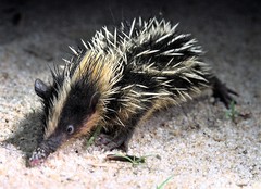 Hemicentetes semispinosus