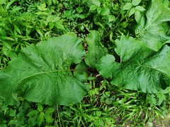 Arctium