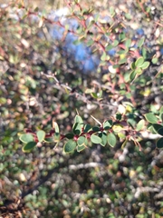 Berberis microphylla
