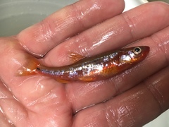 Notropis rubricroceus
