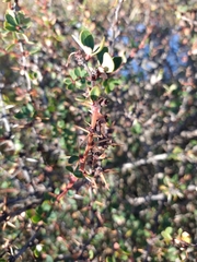 Berberis microphylla