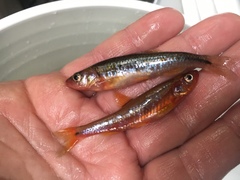 Notropis rubricroceus