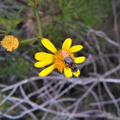 Senecio subulatus