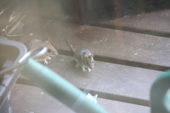 Apodemus flavicollis