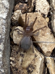 Aphonopelma anax