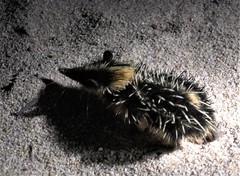 Hemicentetes semispinosus