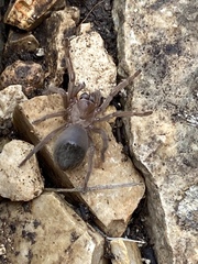 Aphonopelma anax