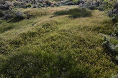 Carex douglasii