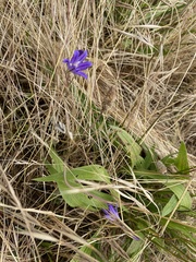 Brodiaea elegans hooveri