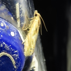 Eucosma cana