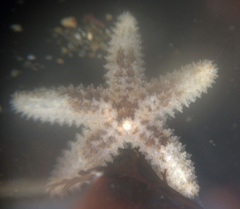 Asteriidae