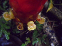 Renealmia thyrsoidea