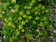 Cherleria sedoides