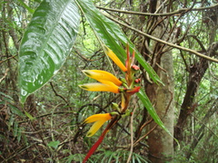 Heliconia hirsuta