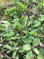 Antennaria parlinii