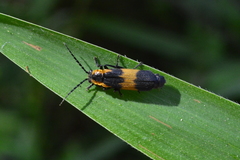 Discodon bisbicostatum
