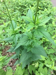 Scrophularia lanceolata