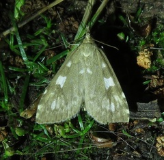 Udea olivalis