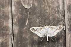 Polythlipta divaricata